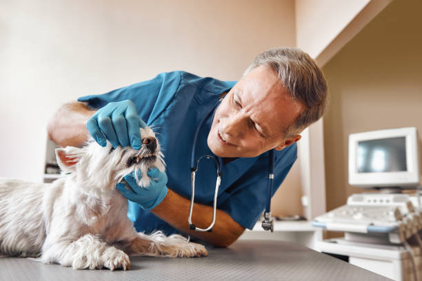 Best Emergency Broken Tooth Repair in St Martins, MO